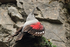 Birding and wildlife holiday in Bulgaria and Greece