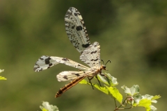 Wildlife tour to Bulgaria and Greece