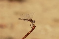 Birds, butterflies and botany in Bulgaria and Greece