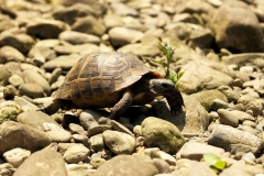 Wildlife tour to Bulgaria and Greece
