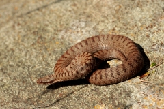 Wildlife tour to Bulgaria and Greece