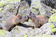 Alpine Marmots by DG [4]_resized - website