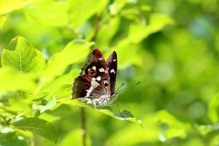 Butterfly ID by DG
