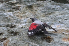 Wallcreeper by Dimiter Georgiev