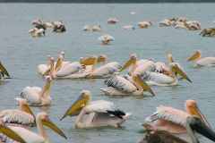White Pelicans by Chavdar Nikolov