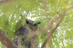 Oman Birding Tour_6