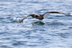 Oman-birding-tour_1