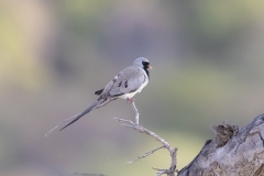 Oman-birding-tour_2