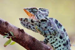 Oman-birding-tour_4