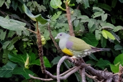 Oman-birding-tour_5