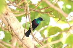 Oman_Birding_Tour_Arabian Sunbird