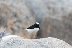 Oman_Birding_Tour_Arabian Wheatear