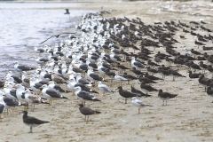 Oman_Lesser Black-backed, Caspian, Sooty & Slender-billed Gulls