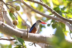 Oman_birding_tour_Gray-headed Kingfisher