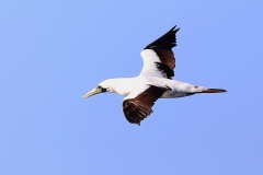 Oman_birding_tour_Masked Booby