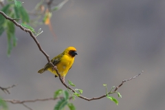 Oman_birding_tour_Rueppell's Weaver