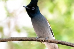 Paradise flycatcher_1 copy