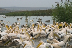 White Pelicans_Bourgas lake_Chavdar Nikolov