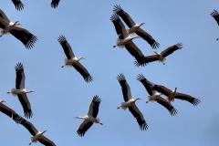 White Storks by DG_home page