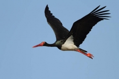 Black Stork by Mladen Vasilev