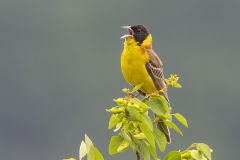 Black-headed Bunting_Jorma Tenovuo
