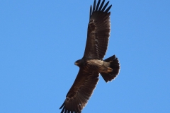 LSEagle_Sept 2014