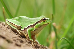 Amphibians and reptiles
