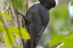 Black-Woodpecker_Paul-Slade