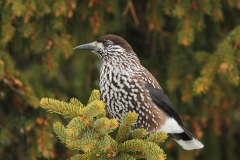 Spotted Nutcracker by Mladen Vasilev_