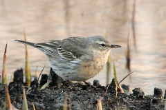 Water pipit by Mladen Vasilev