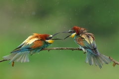 Spring birding tour to Bulgaria - European Bee-eaters