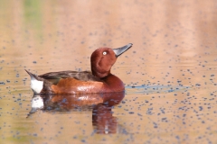 Birdwatching tours in Bulgaria