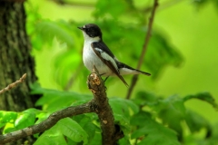 Birdwatching tours in Bulgaria