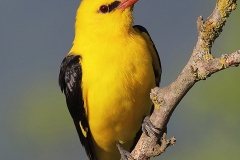 Birdwatching-tours-Bulgaria_Golden oriole