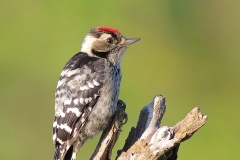 Birdwatching tours to Bulgaria_Lesser Spotted Woodpecker