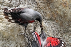 Birdwatching tours to Bulgaria - Wallcreepers