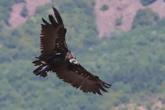 Birdwatching tours Greece_Cinereous Vulture