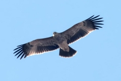 Spring birding tour to Bulgaria and Greece