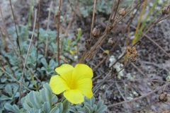 Linum tauricum ssp. bulgaricum_MV
