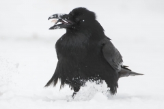 Common Raven by Sergey Zlatkov