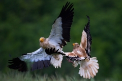 Egyptian Vultures by Mary Koutzarov