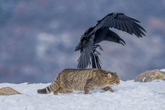 European Wild Cat & Common Raven by Nikolay Nikolov