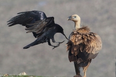 Griffon Vulture & Common Raven by Dimiter Georgiev