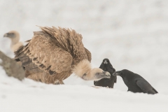 Griffon Vulture & Common Ravens by Sergey Zlatkov [2]
