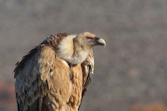 Griffon Vulture by Dimiter Georgiev [2]
