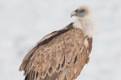 Griffon Vulture by Dimiter Georgiev