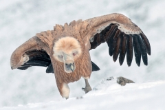 Griffon Vulture by Viktor Vasilev