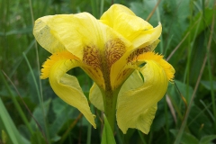 Wild Flowers