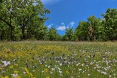 ERM_DG_Wild Flowers in Spring_resized