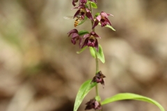 Epipactis helleborine 0010